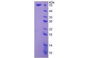 SDS-PAGE analysis of Human HSPA1L Protein. (HSPA1L Protéine)