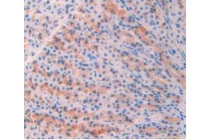 DAB staining on IHC-P;Samples:Rat Stomach Tissue (AZGP1 anticorps  (AA 18-296))