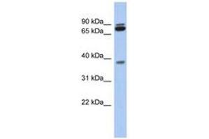 Image no. 1 for anti-Proline Rich 19 (PRR19) (AA 107-156) antibody (ABIN6743929)