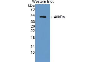 Figure. (RLBP1 anticorps  (AA 1-317))