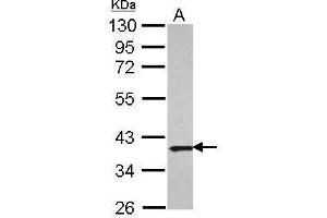 WB Image Sample (30 ug of whole cell lysate) A: A431 10% SDS PAGE antibody diluted at 1:1000 (APEX1 anticorps  (Center))