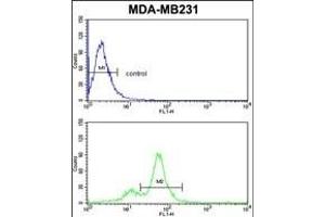 CYP2A13 Antibody (C-term) (ABIN652591 and ABIN2842396) flow cytometric analysis of MDA-M cells (bottom histogram) compared to a negative control cell (top histogram). (CYP2A13 anticorps  (C-Term))