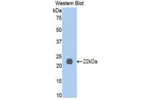 Western Blotting (WB) image for anti-Interleukin 13 Receptor, alpha 1 (IL13RA1) (AA 201-360) antibody (ABIN1859340)