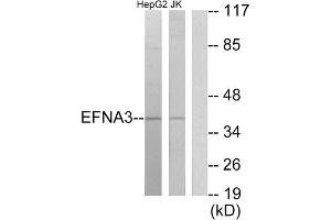 Western blot analysis of extracts from HepG2 cells and Jurkat cells, using EFNA3 antibody. (Ephrin A3 anticorps  (C-Term))