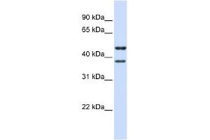TMEM135 antibody used at 1 ug/ml to detect target protein. (TMEM135 anticorps  (N-Term))