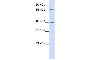 Western Blotting (WB) image for anti-Spermatogenesis Associated 7 (SPATA7) antibody (ABIN2459987) (SPATA7 anticorps)