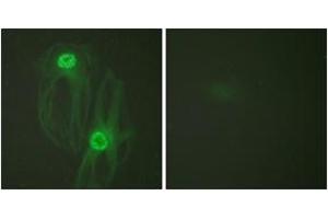 Immunofluorescence (IF) image for anti-Kinesin Family Member 11 (KIF11) (AA 892-941) antibody (ABIN2888892) (KIF11 anticorps  (AA 892-941))