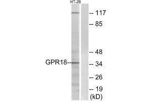 Western Blotting (WB) image for anti-G Protein-Coupled Receptor 18 (GPR18) (Internal Region) antibody (ABIN1852912) (GPR18 anticorps  (Internal Region))