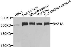 Western blot analysis of extracts of various cells, using BAZ1A antibody.