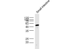 Mouse small intestine lysates probed with AP1M2 Polyclonal Antibody, unconjugated  at 1:300 overnight at 4°C followed by a conjugated secondary antibody at 1:10000 for 60 minutes at 37°C. (AP1m2 anticorps  (AA 1-100))
