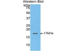 Western blot analysis of the recombinant protein.