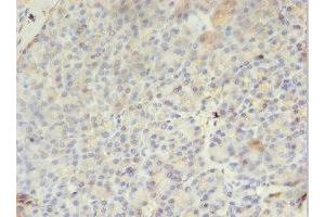 Immunohistochemistry of paraffin-embedded human pancreatic tissue using ABIN7163382 at dilution of 1:100 (PMM1 anticorps  (AA 2-262))