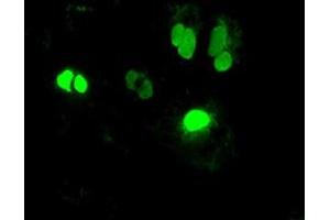 Image no. 2 for anti-Neurogenin 1 (NEUROG1) antibody (ABIN1499699) (Neurogenin 1 anticorps)