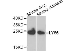 Western blot analysis of extracts of mouse liver and mouse stomach, using LY86 antibody. (LY86 anticorps)