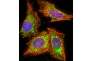 Immunofluorescent analysis of 4 % paraformaldehyde-fixed, 0.