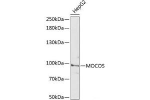 Western blot analysis of extracts of HepG2 cells using MOCOS Polyclonal Antibody at dilution of 1:3000.