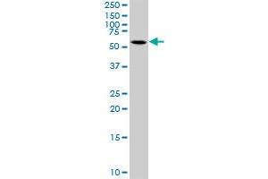 CEP55 MaxPab rabbit polyclonal antibody. (CEP55 anticorps  (AA 1-464))