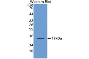 Western blot analysis of the recombinant protein. (APOA1 anticorps  (AA 122-267))