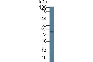 Western Blot; Sample: Mouse Spleen lysate; Primary Ab: 1µg/ml Rabbit Anti-Mouse GCA Antibody Second Ab: 0. (Grancalcin anticorps  (AA 39-220))
