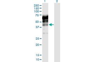 Western Blot analysis of KNG1 expression in transfected 293T cell line by KNG1 MaxPab polyclonal antibody.
