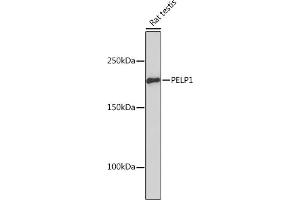 Western blot analysis of extracts of Rat testis, using PELP1 Rabbit mAb (ABIN7269557) at 1:1000 dilution. (PELP1 anticorps)
