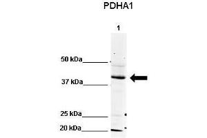 WB Suggested Anti-PDHA1 Antibody    Positive Control:  Lane 1: 80ug mouse brain extract   Primary Antibody Dilution :   1:500  Secondary Antibody :  IRDye 800 CW goat anti-rabbit from Li-COR Bioscience  Secondry Antibody Dilution :   1:20,000  Submitted by:  Dr. (PDHA1 anticorps  (N-Term))