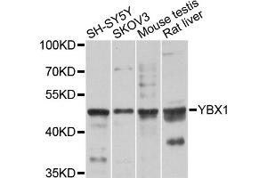 Western blot analysis of extracts of various cell lines, using YBX1 antibody (ABIN5995379) at 1/1000 dilution. (YBX1 anticorps)