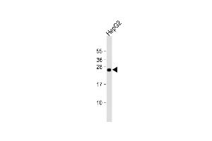 Anti-TMED4 Antibody (Center) at 1:2000 dilution + HepG2 whole cell lysate Lysates/proteins at 20 μg per lane. (TMED4 anticorps  (AA 130-161))