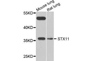 Western blot analysis of extract of mouse lung and rat lung cells, using STX11 antibody. (Syntaxin 11 anticorps)
