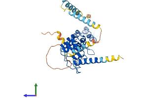 AlphaFold protein structure predicition of Human Recombinant ANKRD1 Protein, UniprotID Q15327