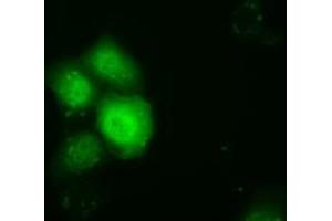 Anti-TTC32 mouse monoclonal antibody (ABIN2453737) immunofluorescent staining of COS7 cells transiently transfected by pCMV6-ENTRY TTC32 (RC209334). (TTC32 anticorps)