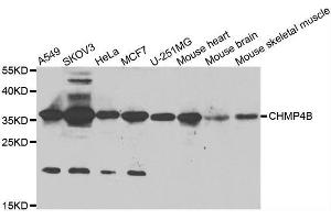 Western blot analysis of extracts of various cell lines, using CHMP4B antibody. (CHMP4B anticorps  (AA 1-224))