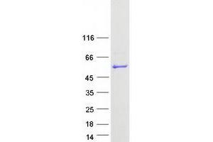 Validation with Western Blot