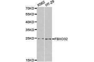 Western Blotting (WB) image for anti-F-Box Protein 32 (FBXO32) antibody (ABIN1872666)