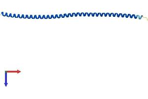 AlphaFold protein structure predicition of Mouse Recombinant Bloc1s1 Protein, UniprotID O55102