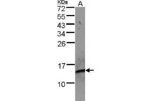WB Image Sample(30 μg of whole cell lysate) A:Raji , 15% SDS PAGE antibody diluted at 1:500 (beta-2 Microglobulin anticorps)