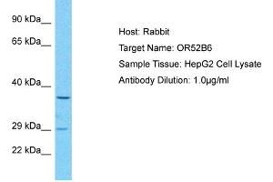 Host: Rabbit Target Name: OR52B6 Sample Type: HepG2 Whole Cell lysates Antibody Dilution: 1. (OR52B6 anticorps  (C-Term))