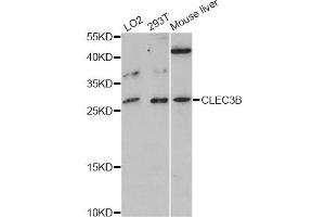 Western blot analysis of extracts of various cell lines, using CLEC3B antibody (ABIN6291841) at 1:3000 dilution. (CLEC3B anticorps)