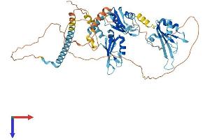 AlphaFold protein structure predicition of Human Recombinant PUF60 Protein, UniprotID Q9UHX1