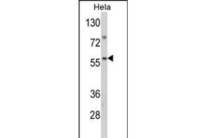 Western blot analysis of SARS2 Antibody (Center) (ABIN392301 and ABIN2841955) in Hela cell line lysates (35 μg/lane). (SARS2 anticorps  (AA 315-344))