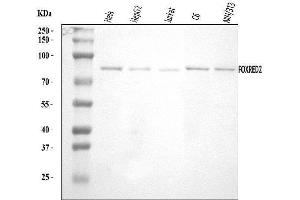 anti-FAD-Dependent Oxidoreductase Domain Containing 2 (FOXRED2) (AA 44-623) antibody