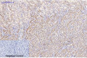 Immunohistochemical analysis of paraffin-embedded mouse kidney tissue. (beta Catenin anticorps)