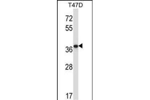 P2CB Antibody (C-term) (ABIN657687 and ABIN2846679) western blot analysis in T47D cell line lysates (35 μg/lane). (PPP2CB anticorps  (C-Term))