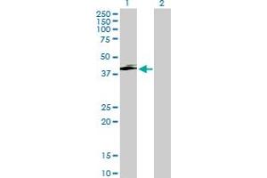 Western Blot analysis of SERPINI2 expression in transfected 293T cell line by SERPINI2 MaxPab polyclonal antibody. (SERPINI2 anticorps  (AA 1-405))