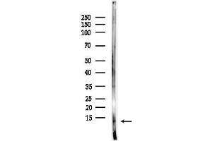 anti-Cholecystokinin (CCK) (Internal Region) antibody