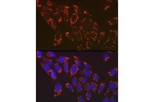 Immunofluorescence analysis of U-2 OS cells using NDUFB8 Rabbit mAb (ABIN7268813) at dilution of 1:100 (40x lens).