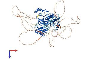 AlphaFold protein structure predicition of Mouse Recombinant Mark3 Protein, UniprotID Q03141