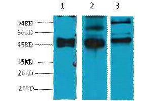 Western Blotting (WB) image for anti-Keratin 17 (KRT17) antibody (ABIN3178634) (KRT17 anticorps)