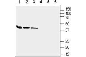 Western blot analysis of mouse heart lysate (lanes 1 and 4), rat lung membranes (lanes 2 and 5) and mouse lung lysate (lanes 3 and 6): - 1-3. (GJA4 anticorps  (Intracellular))