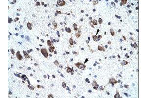 Image no. 1 for anti-Mortality Factor 4 Like 2 (MORF4L2) (AA 67-116) antibody (ABIN202164) (MORF4L2 anticorps  (AA 67-116))